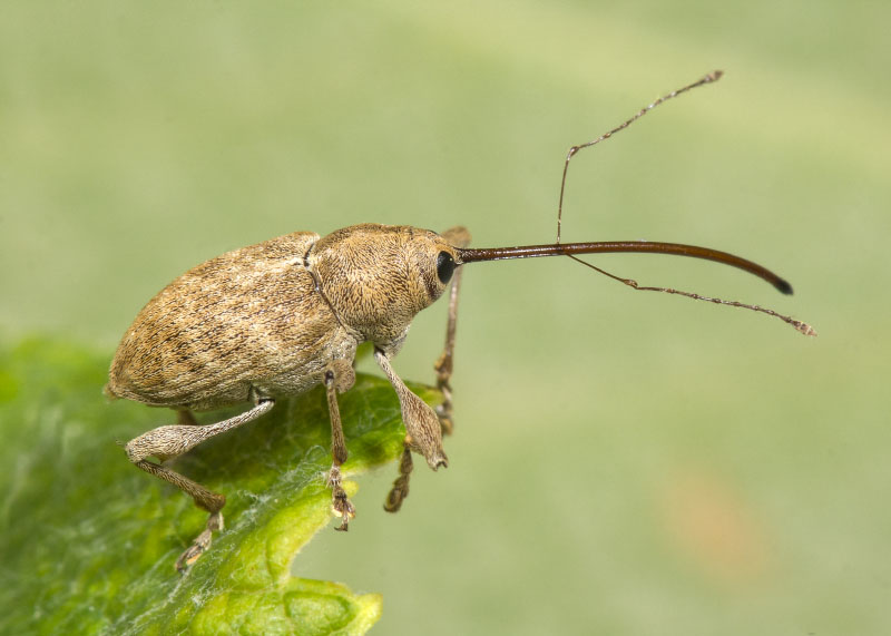 Curculionidae: femmina di Curculio elephas
